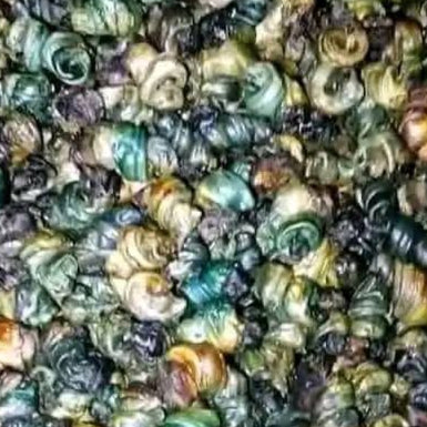 DEHYDRATED PERIWINKLE
