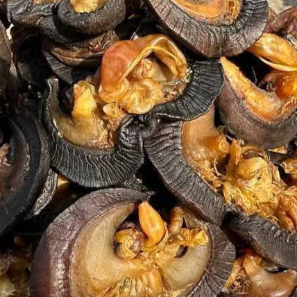 DEHYDRATED SNAIL